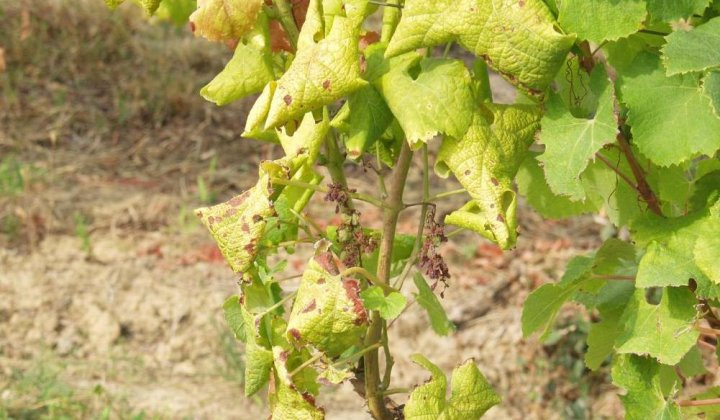 Fotka - Karanténna choroba – Zlaté žltnutie viniča – usmernenie